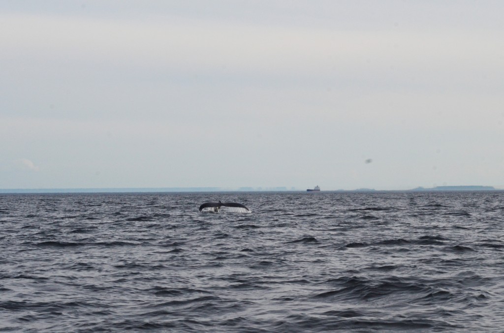 tadoussac (14)