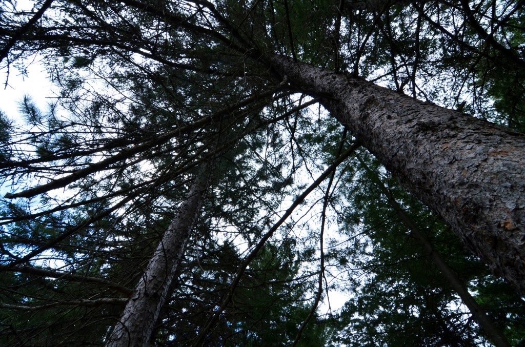 la mauricie (11)